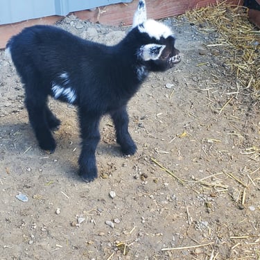 Bull Hills SP Cortado