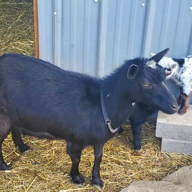 Coyote Kidz Americano