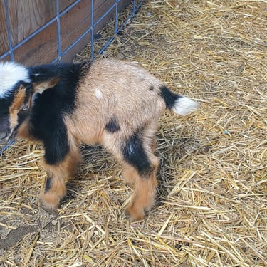 Bull Hills SP Moracchino