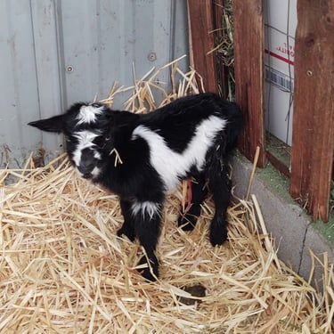 Bull Hills SP Black In A Flash