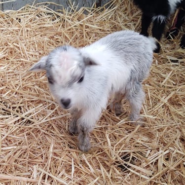 Bull Hills SP Silver Shadow