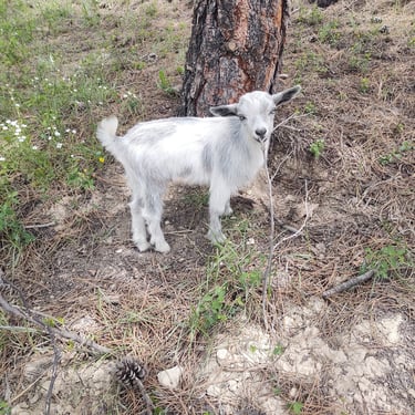Bull Hills SP Silver Shadow