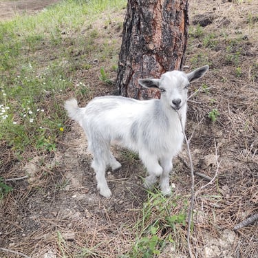 Bull Hills SP Silver Shadow