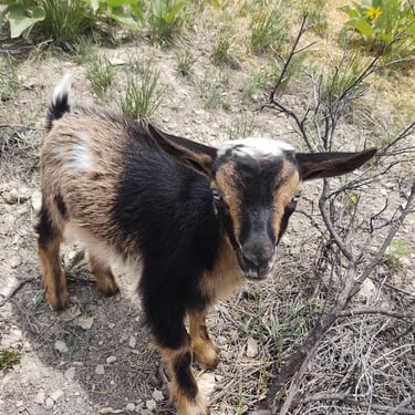Bull Hills SP Marocchino