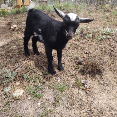 Bull Hills SP Cortado