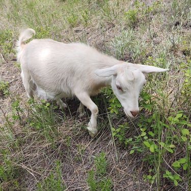 Gabhran Creek The White Lady
