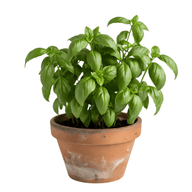 Basilic en pot - licence Vecteezy gratuite