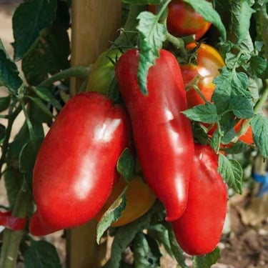 Tomate Andine cornue - une des meilleures tomates anciennes