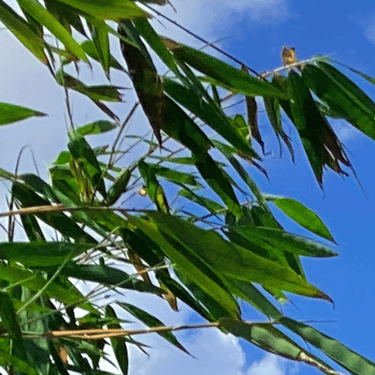 Bamboo branches with leaves