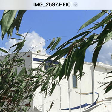 A camper and bamboo branches and leaves