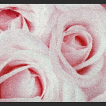 a bunch of pink roses in a black frame