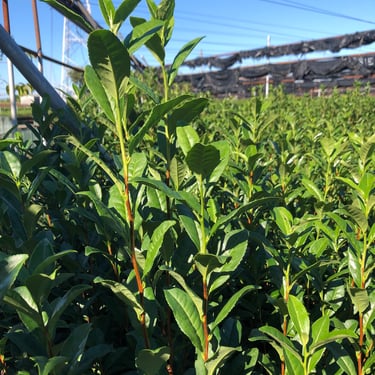 Young tea leaves for Matcha