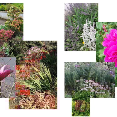 Gamme chromatique rose orangé jardin andré Paysage conseil