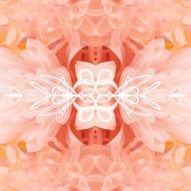 ilustración digital sobre fotografia floral