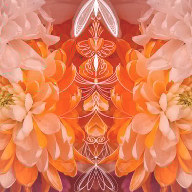 ilustración digital sobre fotografia floral