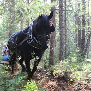 Inoculation de dermatose des russules avec une cheval