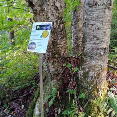 Réalisation de sentier d'interprétation