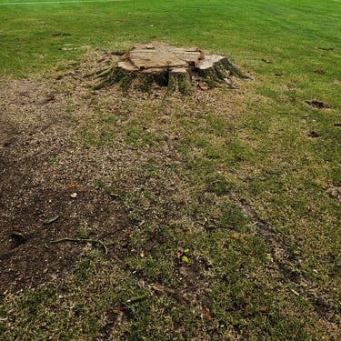 tree stump removal