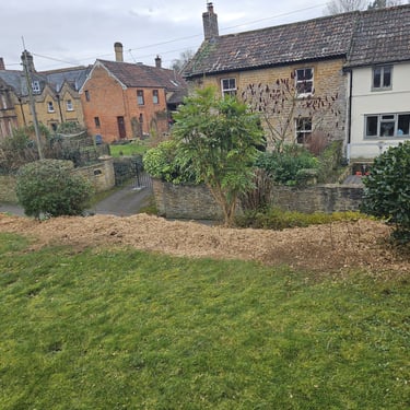 stump removals