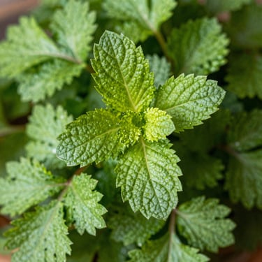 Crisp macro shot of fresh Vietnamese coriander and mint leaves, vibrant green textures, morning light.