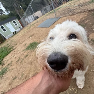 Dog being brushed and cared for during boarding stay in Fair Oaks