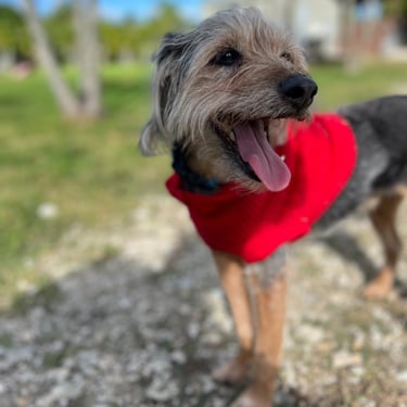 Dog resting after a fun day of daycare and socialization in Roseville