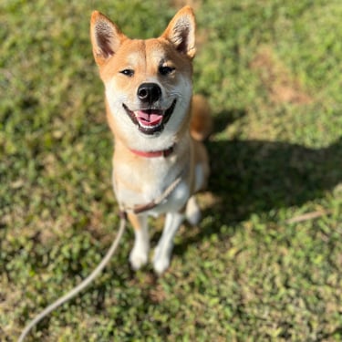 Excited dogs greeting staff during morning drop-off in Antelope, CA