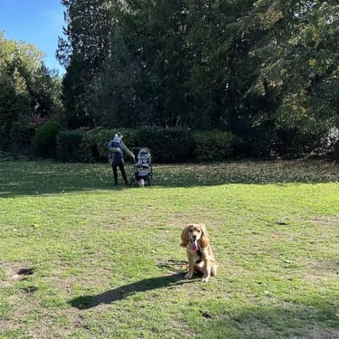 Obedience training session with owner and dog in Fair Oaks