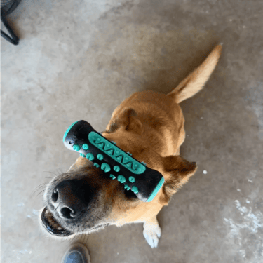 Calm dog practicing sit-stay during in-home training Sacramento
