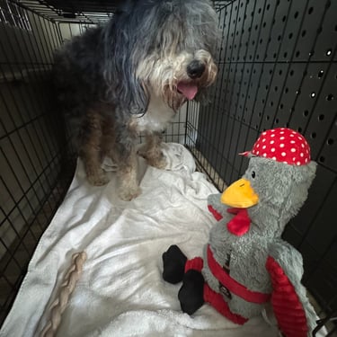 Happy guests resting comfortably after a fun day at Barkbnb Fair Oaks