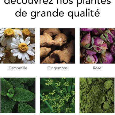 six plantes dans le café
