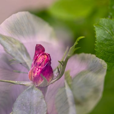 Double exposition jardin reneegatimelphoto