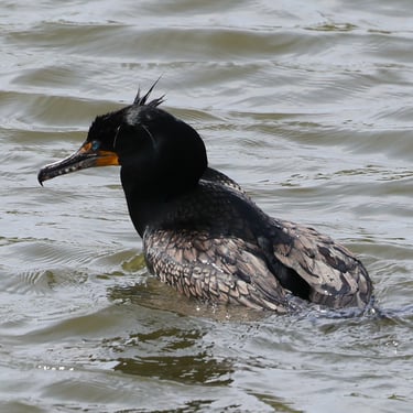 Double-crested Cormorant coming up empty handed from a dive