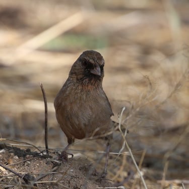 Abert's Towhee