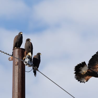 Harris Hawk family.  All 5 were sitting together, but the one flew just as I snapped the shot and made it better.