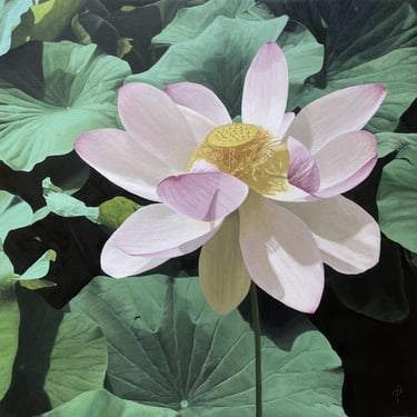 Tableau peinture à l'huile - Le lotus américain