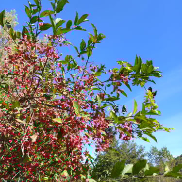 Fleurs dans le camping des deux Séquoias