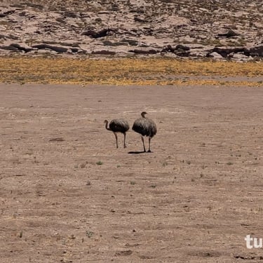 Экскурсия в Торрес-дель-Пайне Фотосафари и Наблюдение Фауны с русским гидом в Чили Роман Турвентур