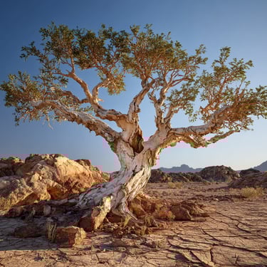 boswellia dans triple action