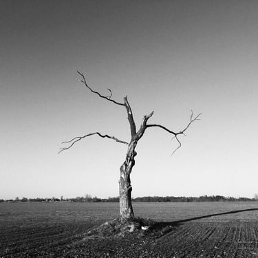 A monochrome image of a lifeless tree standing alone in an open field