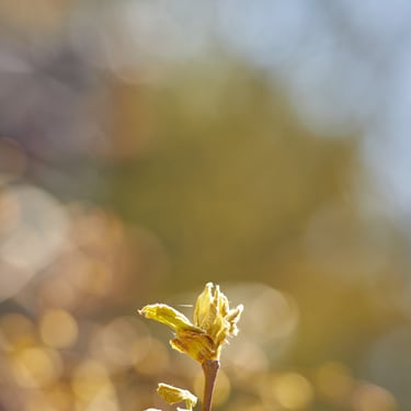 photo fleurs en bourgeon annecy