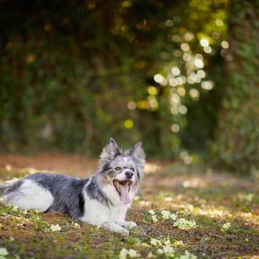 photo de mon chien photographe pro annecy