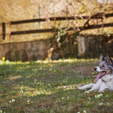 photographe annecy chien haute-savoie