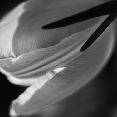 photographe illustration fleur annecy