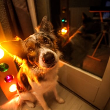 portrait chien annecy haute savoie