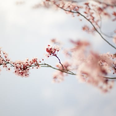 cerisier fleur annecy photographe haute savoie