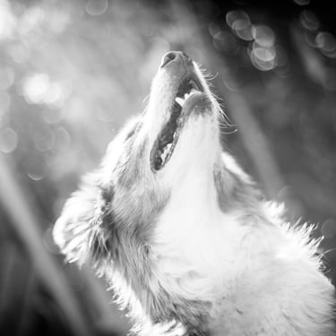 photographe canin annecy portrait noir et blanc