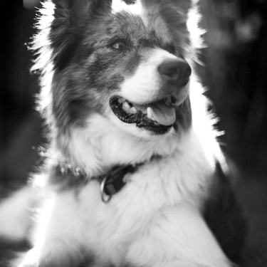 photographe portrait chien annecy