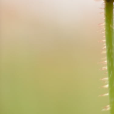 demi coquelicot photographe annecy