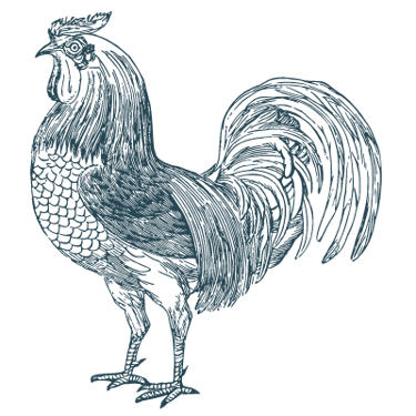 illustration d'un coq